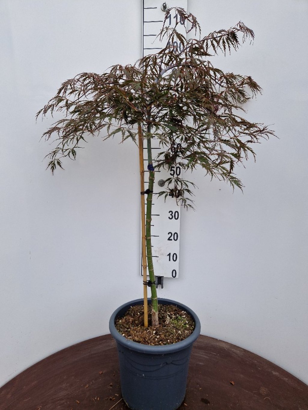 Acer pal. 'Tamukeyama' - 50 CM Stem C15